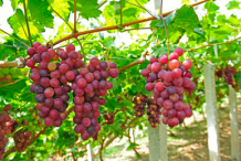 Bunch-of-grapes-on-the-plant