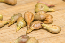 Closer-view-of-seeds