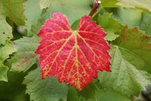 Leaves-of-Red-grapes