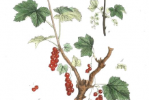 Plant-Illustration-of-Red-grapes