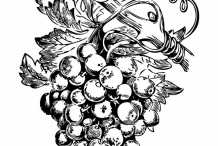 Red-Grapes-Sketch