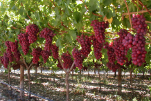 Red-Grapes-farming