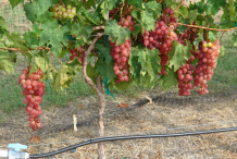 Red-Grapes-plant