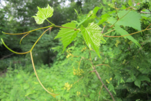 Tendrils-and-young-leaves-of-Red-grapes