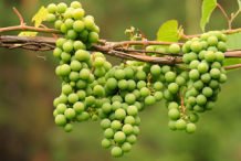 Unripe-Red-Grapes