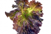 Leaves-of-Red-leaf-lettuce