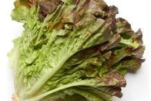 Red-Leaf-lettuce