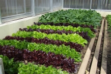 Red-leaf-lettuce-farm