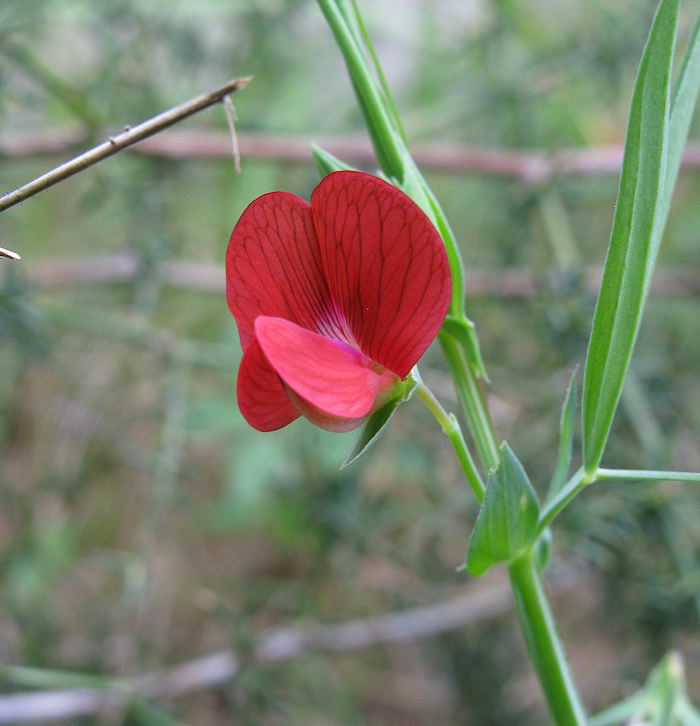 Flower-of-Red-pea