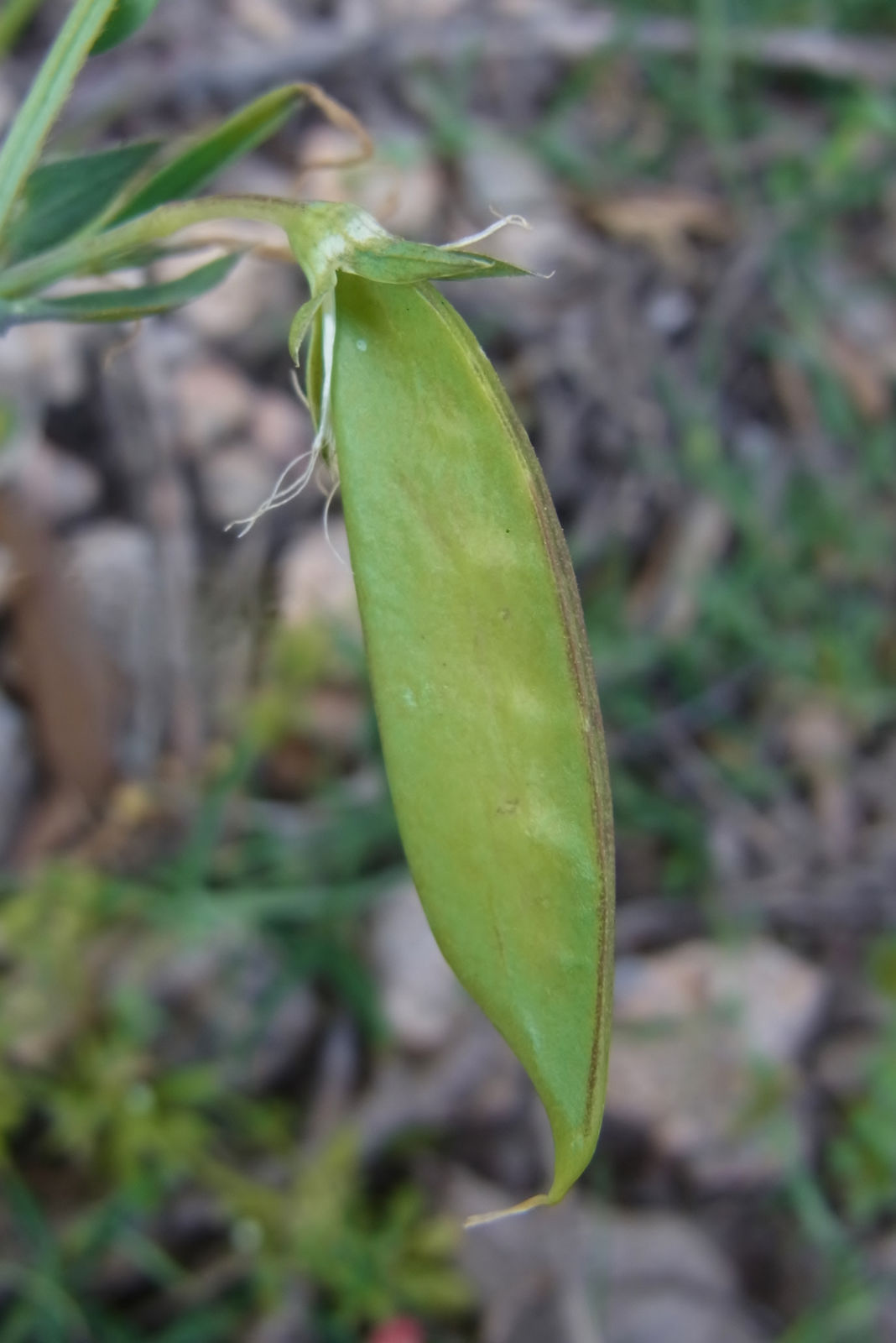 Immature-fruit-of-Red-pea