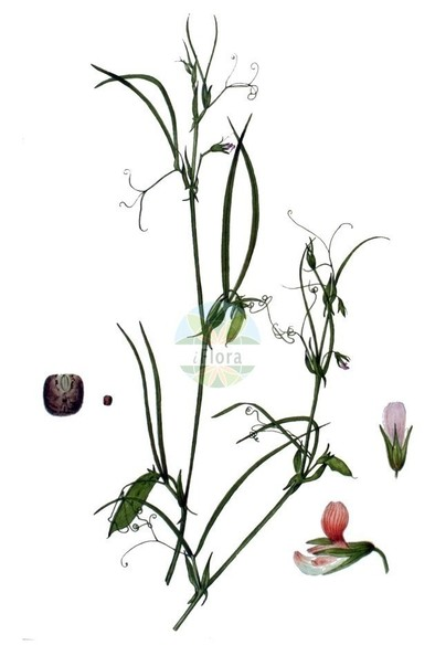 Plant-Illustration-of-Red-pea