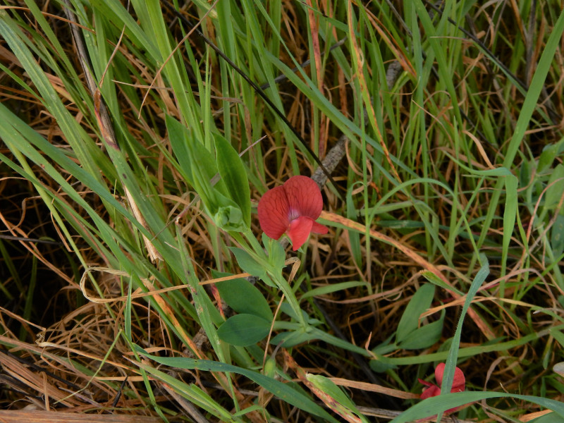 Red-pea-plant-growing-wild