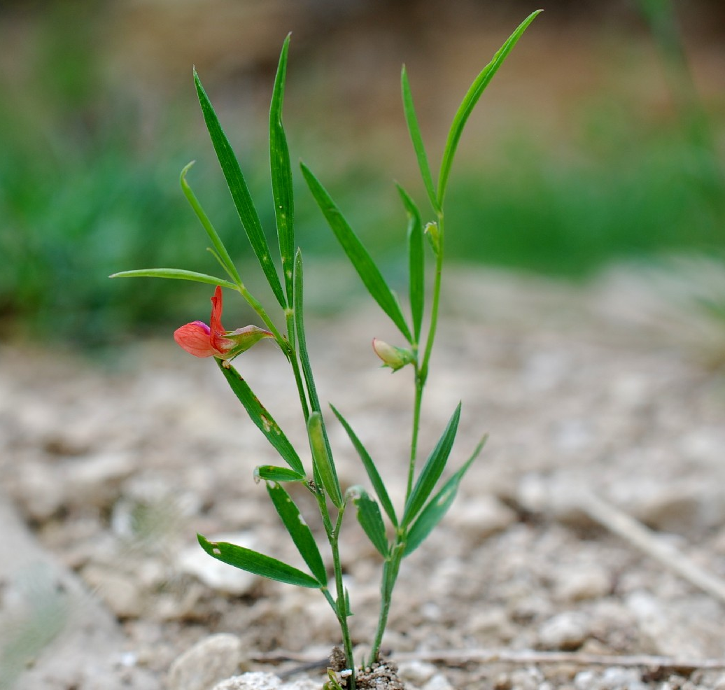 Red-pea-plant