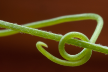 Tendril-of-Red-pea