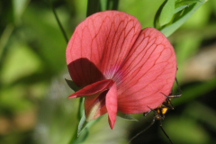 Closer-view-of-flower-of-Red-pea
