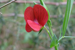 Flower-of-Red-pea