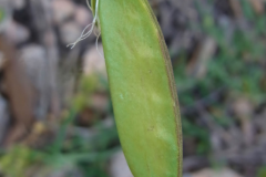 Immature-fruit-of-Red-pea