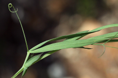 Leaves-of-Red-pea