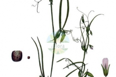 Plant-Illustration-of-Red-pea