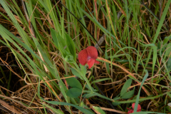 Red-pea-plant-growing-wild