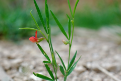 Red-pea-plant