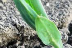 Red-pea-saplings