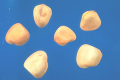 Seeds-of-Red-pea
