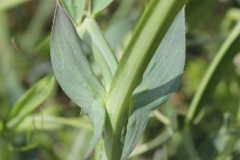 Stem-of-Red-pea