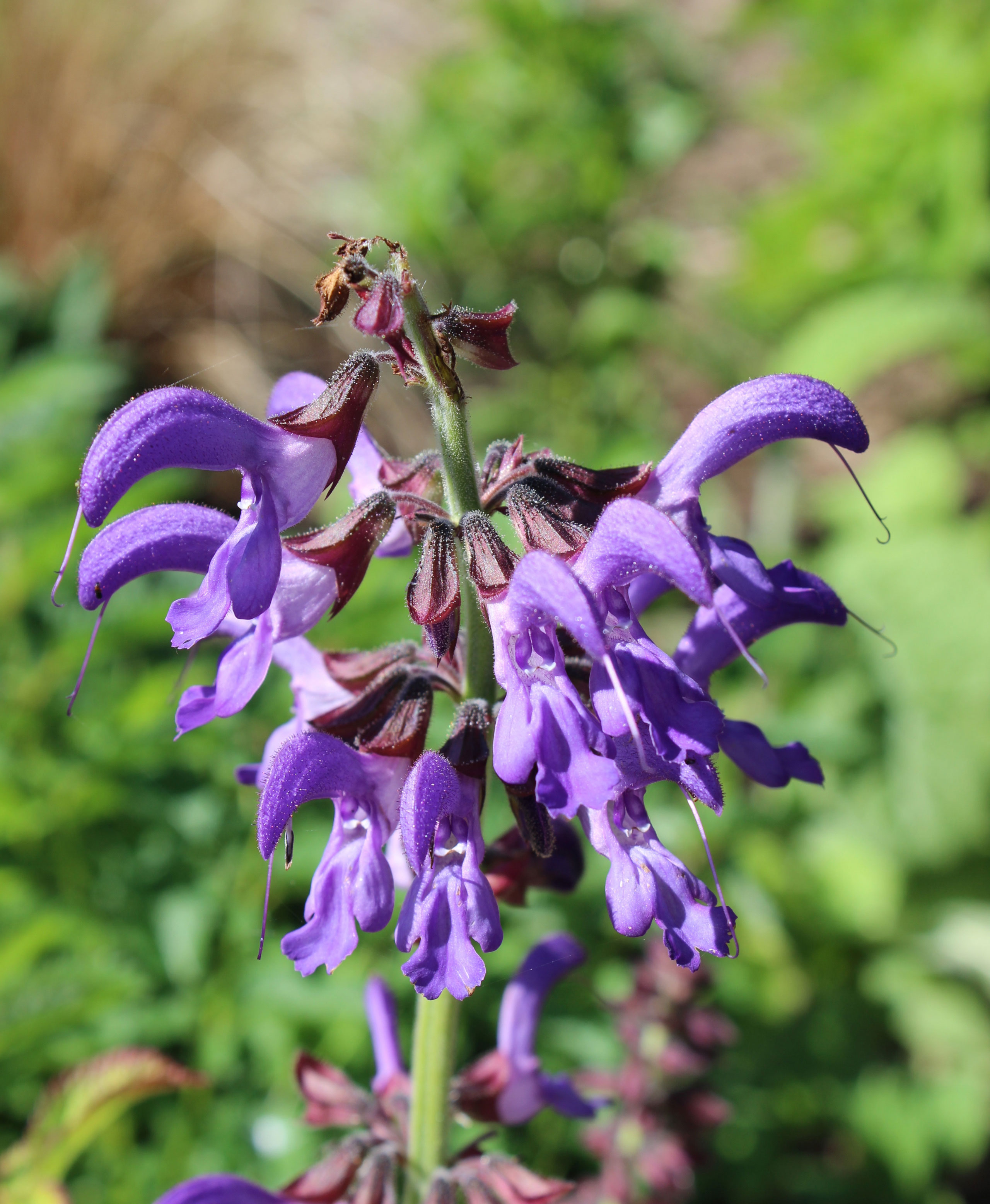 Flowers-of-Red-sage