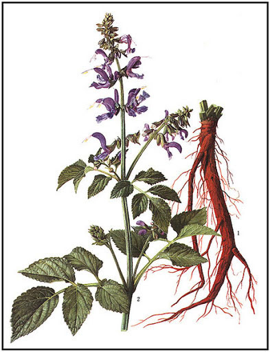 Plant-illustration-of-Red-sage