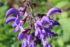 Flowers-of-Red-sage
