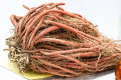 Fresh-roots-of-Red-sage