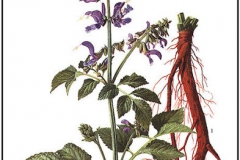 Plant-illustration-of-Red-sage