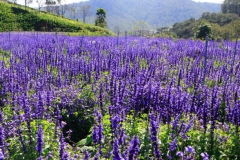 Red-Sage-Farming