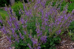 Red-Sage-Plant