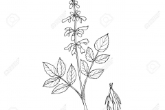 Sketch-of-Red-sage