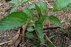Small-Red-sage-plant