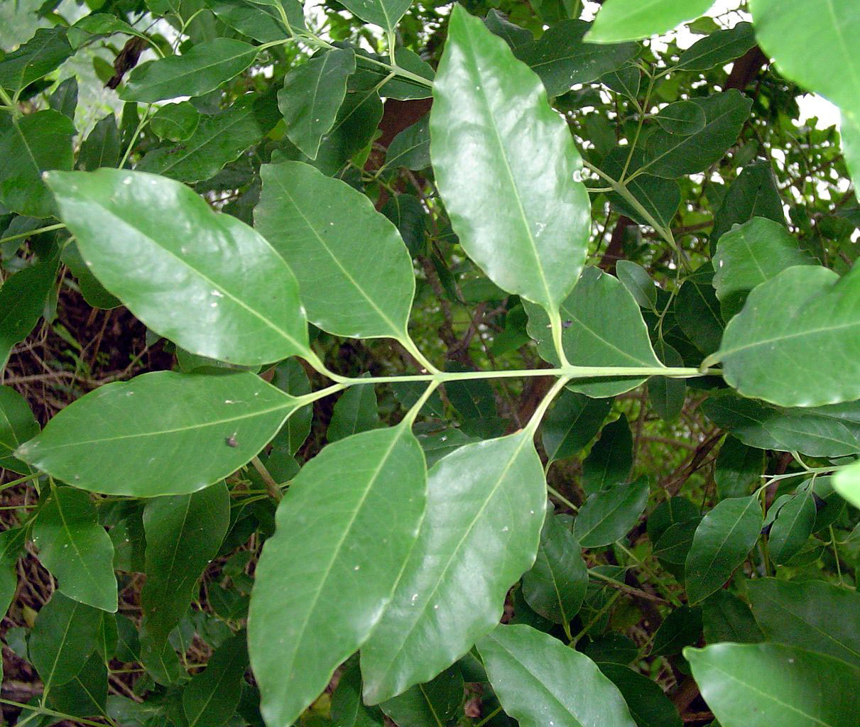 Leaves-of-Red-Sandalwood
