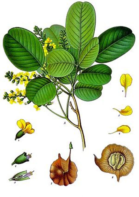 Plant-Illustrations-of-Red-Sandalwood