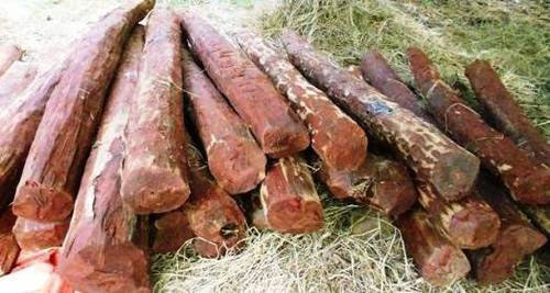 Red-Sandalwood-Logs