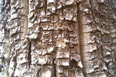 Bark-of-Red-Sandalwood