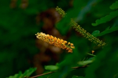 Flowers-of-Red-Sandalwood