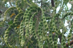 Immature-fruits-of-Red-Sandalwood