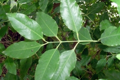 Leaves-of-Red-Sandalwood