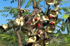Mature-fruits-of-Red-Sandalwood-showing-seeds