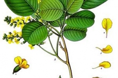 Plant-Illustrations-of-Red-Sandalwood