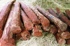 Red-Sandalwood-Logs