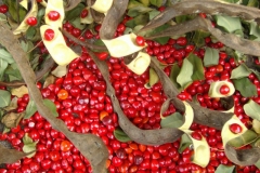 Seeds-of-Red-Sandalwood