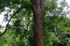 Trunk-of-Red-Sandalwood-tree