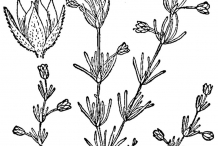 Drawing-of-Red-Sandspurry